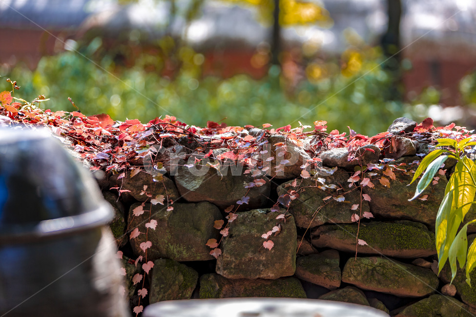가을,낙엽,단풍,옹기,항아리,장독,독,가을,계절,fall,autumn,season,leaf,잎,plant,식물,tree,나무