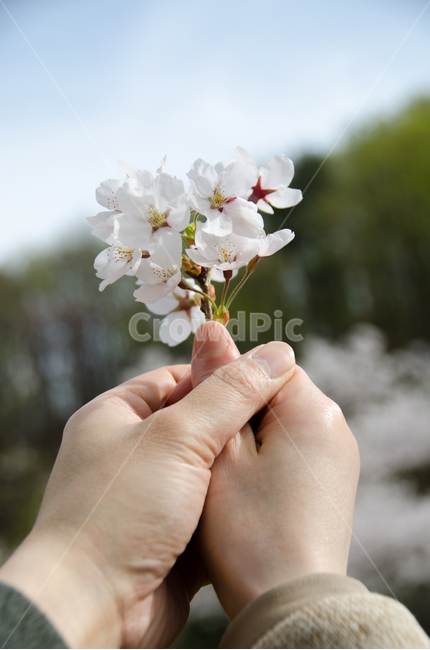 봄,커플,손,벚꽃,사랑,하늘,시즌,꽃잎,개화,분기,나무,배경,녹색,아름다움,아름다운,꽃,자연,여자,남자,계절,컨셉,산,봄,계절,spring,season,꽃,flower,plant,식물
