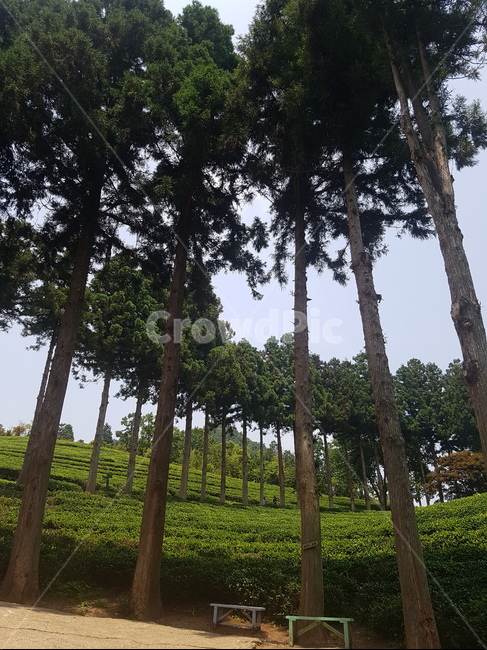 녹차밭,tree,나무,plant,식물,초록,green,자연,풍경,nature,landscape