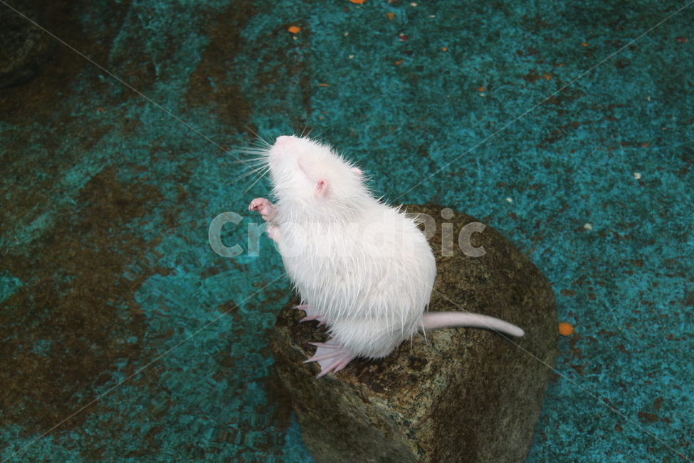 animal,동물,rodent,포유류,mammal,설치류,동물원,zoo,물쥐,water,물갈퀴,webbedfeet