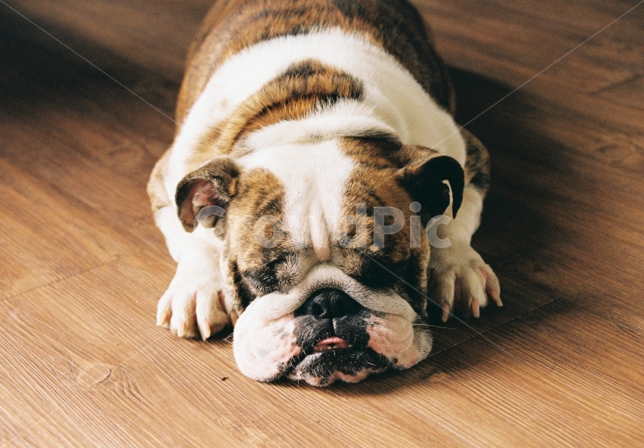 강아지,여행,제주,불독,귀찮음,동물,animal,포유류,mammal,개,강아지,dog,doggy