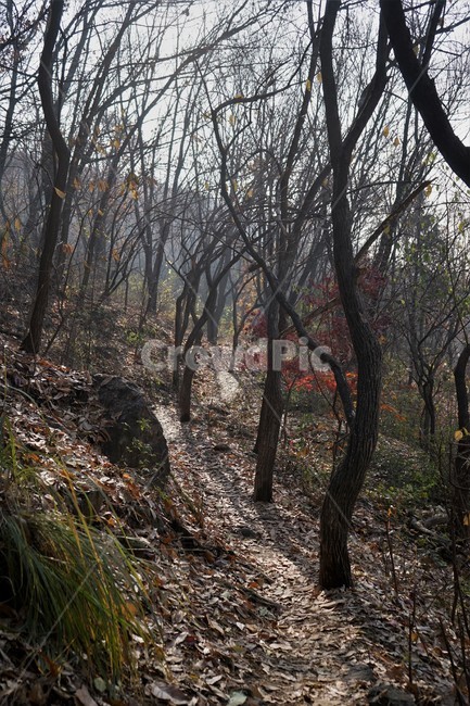 자연,나무,숲,초겨울,낙엽,산행,힐링,woods,nature,trail,latefall,walkway,trees,season,stroll,park,sunshine,그림자,shadow,식물,자연,plants,nature,나무,trees,wood