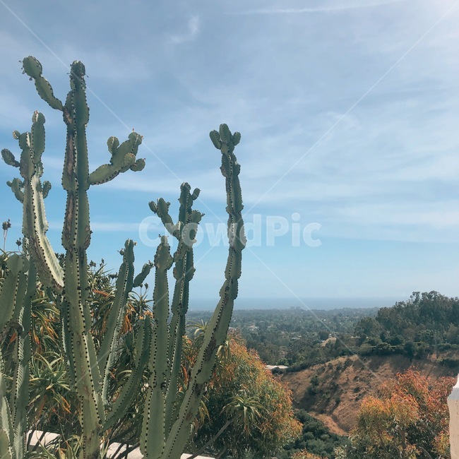선인장,하늘,구름,plant,식물,cactus,식물,자연,plants,nature
