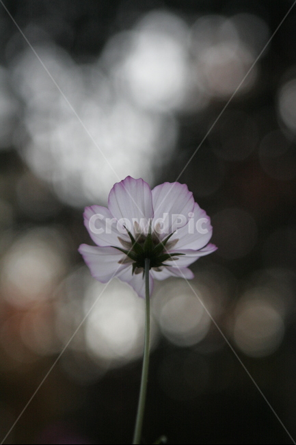 꽃,코스모스,역광,플라워,자연,가을,flower,nature,cosmos,가을,계절,fall,autumn,season,식물,자연,plants,nature,꽃,flower,감성,sensible,feeling,geranium,제라늄,blossom,plant