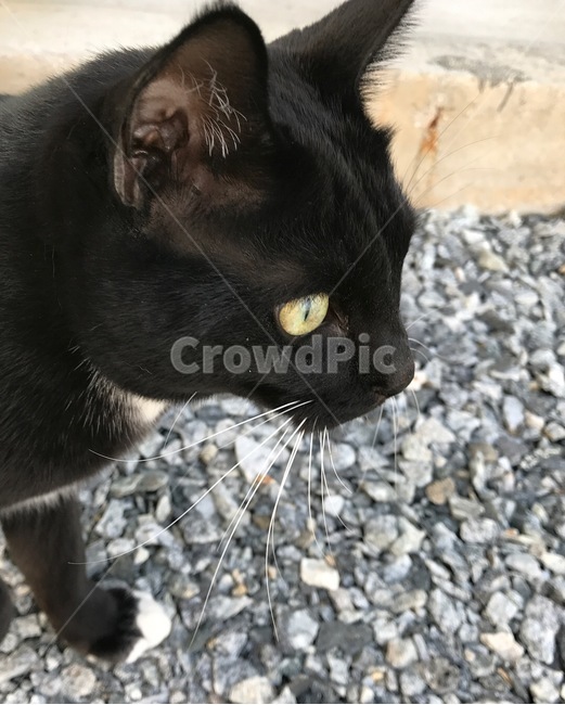 고양이,코리안숏헤어,코숏,koreanshorthair,cat,cutecat,동물,animal,포유류,mammal,고양이,cat,kitten,kitty