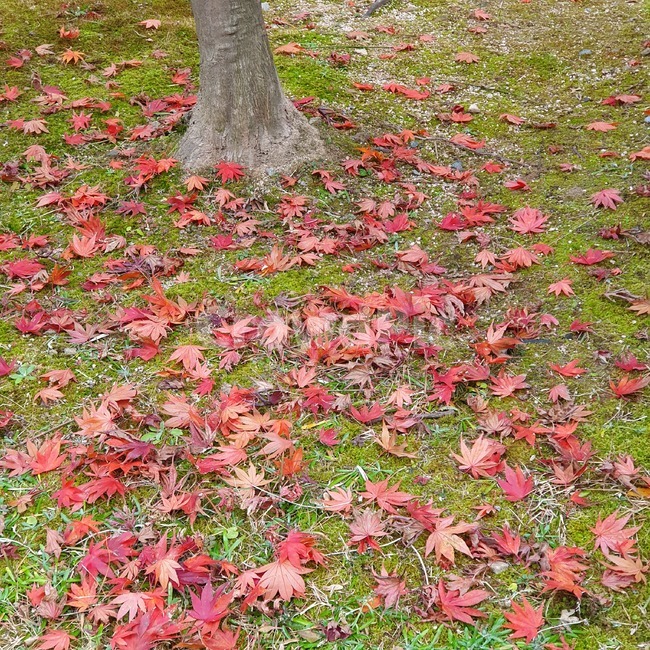 식물,나무,단풍,바닥,나뭇잎,plant,leaf,tree,maple,ground,가을,계절,fall,autumn,season