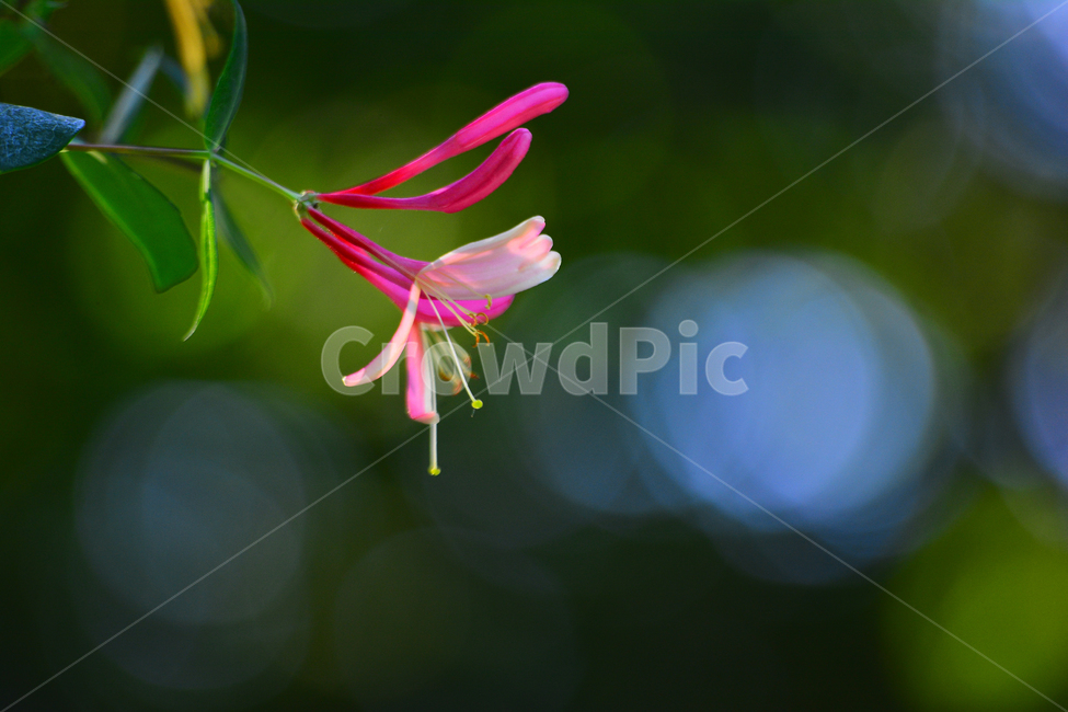 인동꽃,붉은인동,꽃,아름다운,예쁜,원예종,그린,초록,녹색,flowers,beautiful,식물,나무꽃,꽃술,꽃봉오리,잎새,잎사귀,진분홍색,핑크색,보케,빛망울,식물,자연,plants,nature,꽃,flower