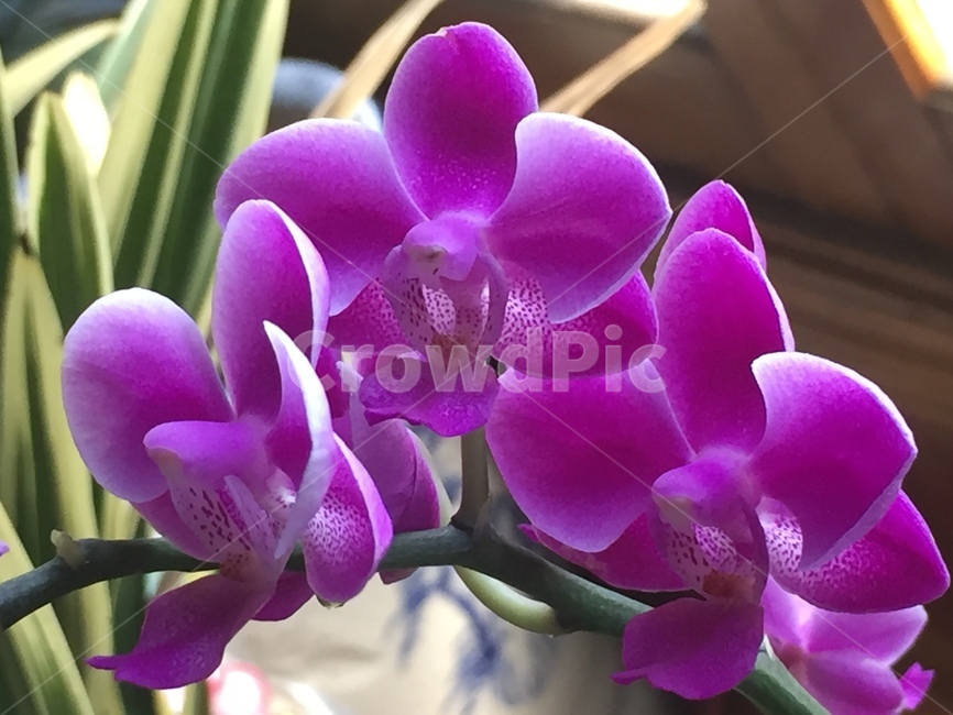 식물,plant,flower,꽃,난초,식물,자연,plants,nature,꽃,flower