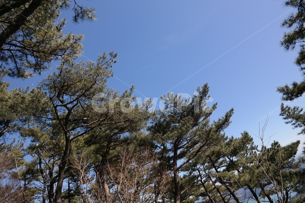 나무,자연,하늘,공원,산,자연,풍경,nature,landscape,tree,plant,식물,fir,전나무,conifer,구과 식물