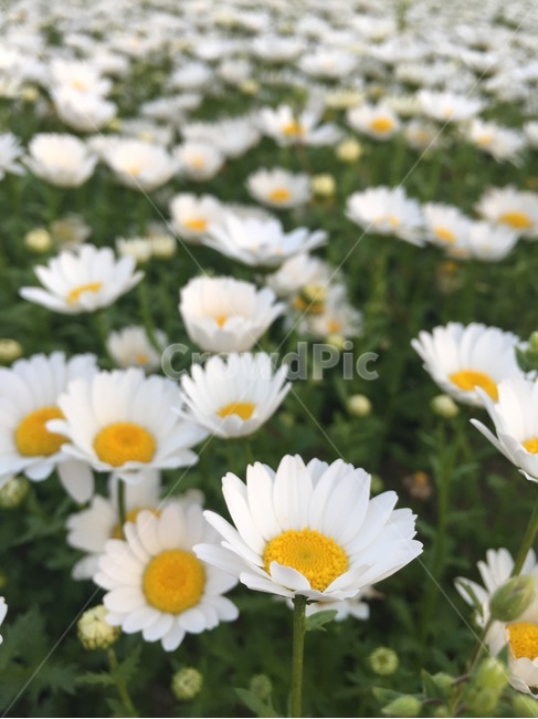 국화,불란서국화,꽃,흰꽃,꽃밭,oxeyedaisy,daisy,flower