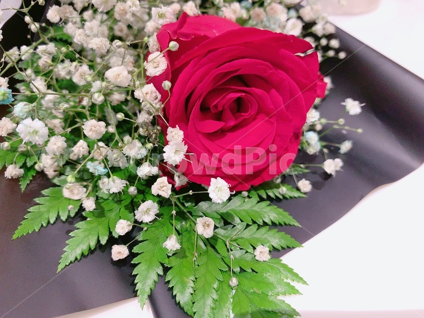 장미,장미꽃,안개꽃,꽃다발,기념일,결혼기념일,설레임,congratulation,plant,식물,rose,꽃,blossom,flowerbouquet,꽃부케,flowerarrangement,꽃꽂이,flower,부케,감사,고마움,사랑,anniversary,감성,연인,데이트,프로포즈,감동,행복,red,green,white,싱그러움,향기,두근거림