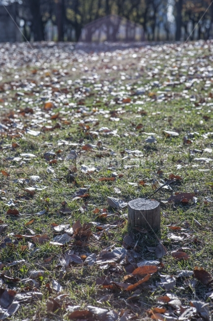 풍경,가을,낙옆,공원,가을풍경,가을,계절,fall,autumn,season,ground,바닥,tree stump,그루터기