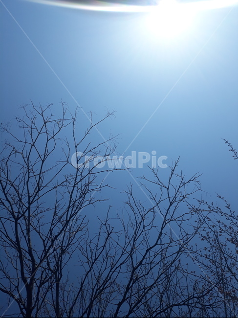 하늘,빛,나뭇가지,자연,nature