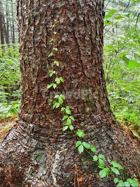 나무,줄기,식물,나뭇잎,숲,tree,treetrunk,나무줄기,plant,자연,잎,산,숲속,오르다,성장,자람