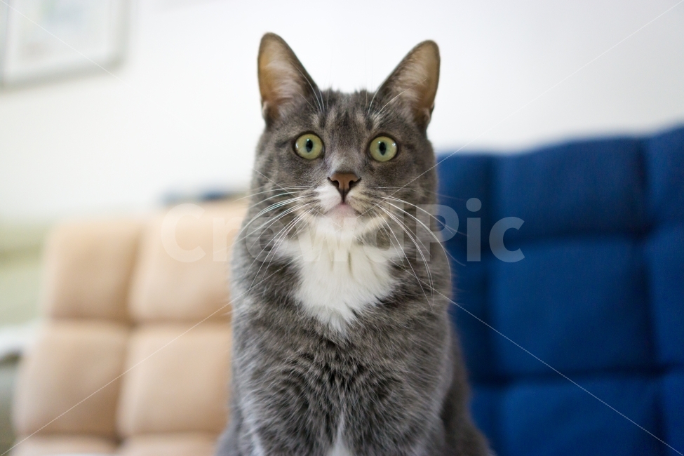 고양이,cat,동물,초상화,귀여움,동물,animal,고양이,cat,kitten,kitty,포유류,mammal
