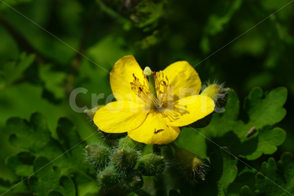 애기똥풀,봄,꽃,플라워,자연,식물,flower,spring,nature,풍경,landscape,경치,plants,season,계절,접사,마크로,macro,클로즈업,closeup,식물,자연,plants,nature,꽃,flower