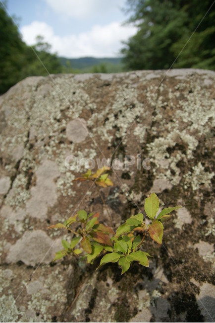 바위,바위풀,풀,틈,바위틈,식물,자연,plants,nature