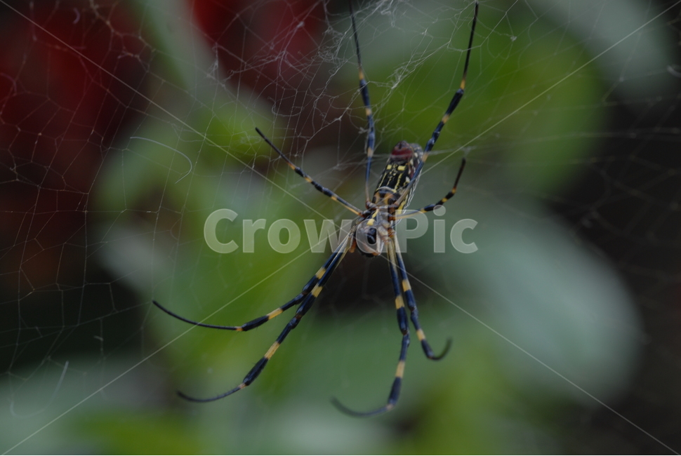 거미류,무척추동물,거미,자연,환경,거미줄,동물,animal,곤충,벌레,insect,bug