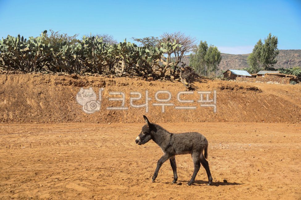 soil,토양,자연,당나귀,dangnagwi