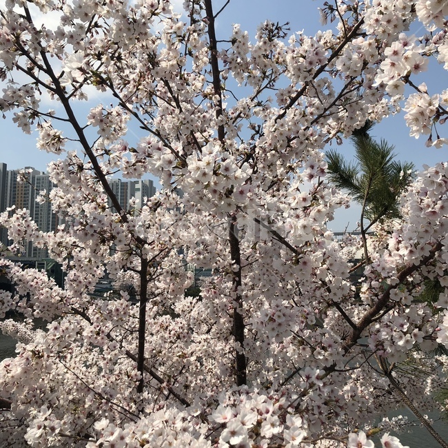 벚꽃,꽃,벚꽃나무,하늘,cherryblossom,봄,계절,spring,season,식물,자연,plants,nature,꽃,flower,plant,blossom,cherry blossom