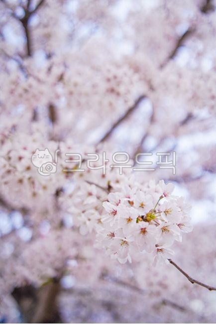 spring flowers,spring,Cherry Blossom,cherryblossom,flower