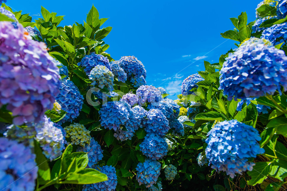 수국,여름,꽃,꽃밭,풍경,하늘,plant,식물,flower