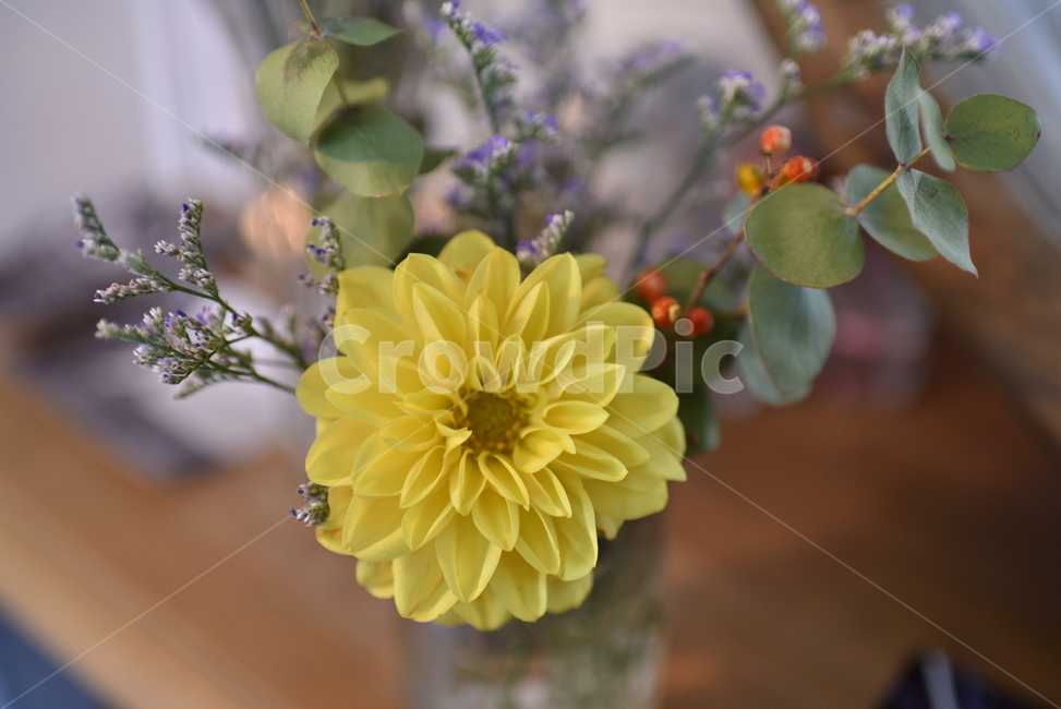 꽃,국화,flower,yellow,노랑,식물,자연,plants,nature,꽃,flower,실내용화초,화분,화초,house plant