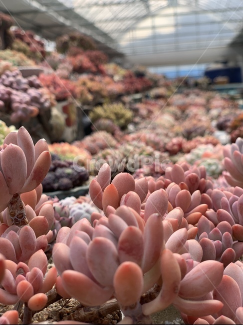 다육,식물,다육이,화분,농장,식물,자연,plants,nature