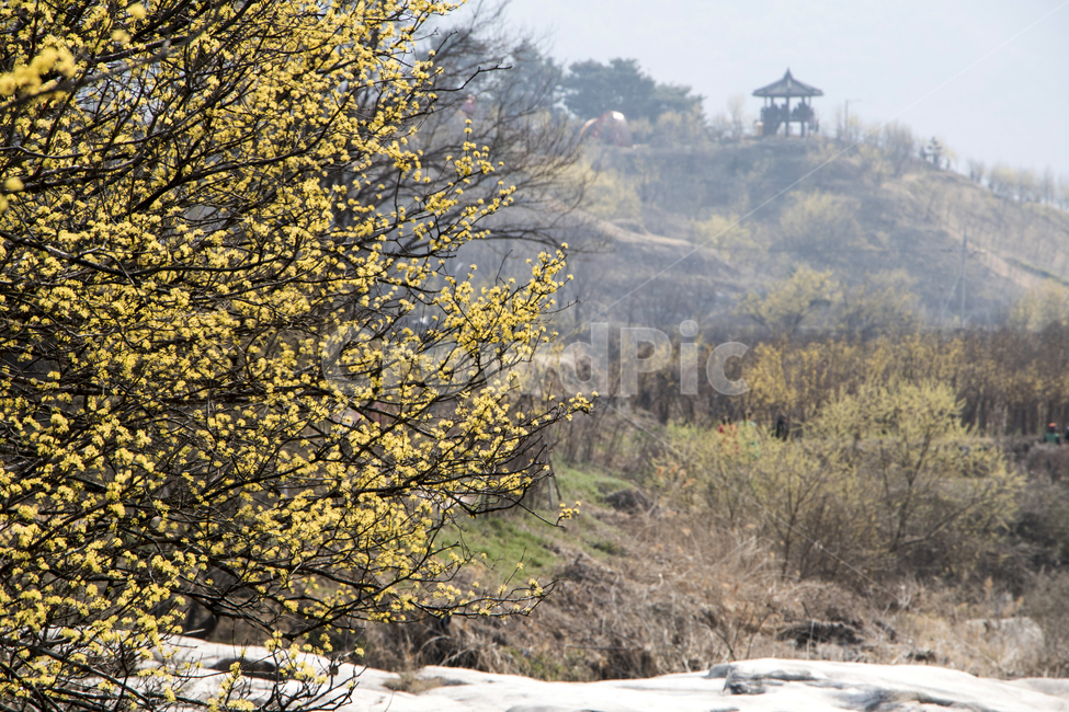 산수유,산수유나무,꽃,봄꽃,봄,봄,계절,spring,season,자연,풍경,nature,landscape,tree,나무,plant,식물