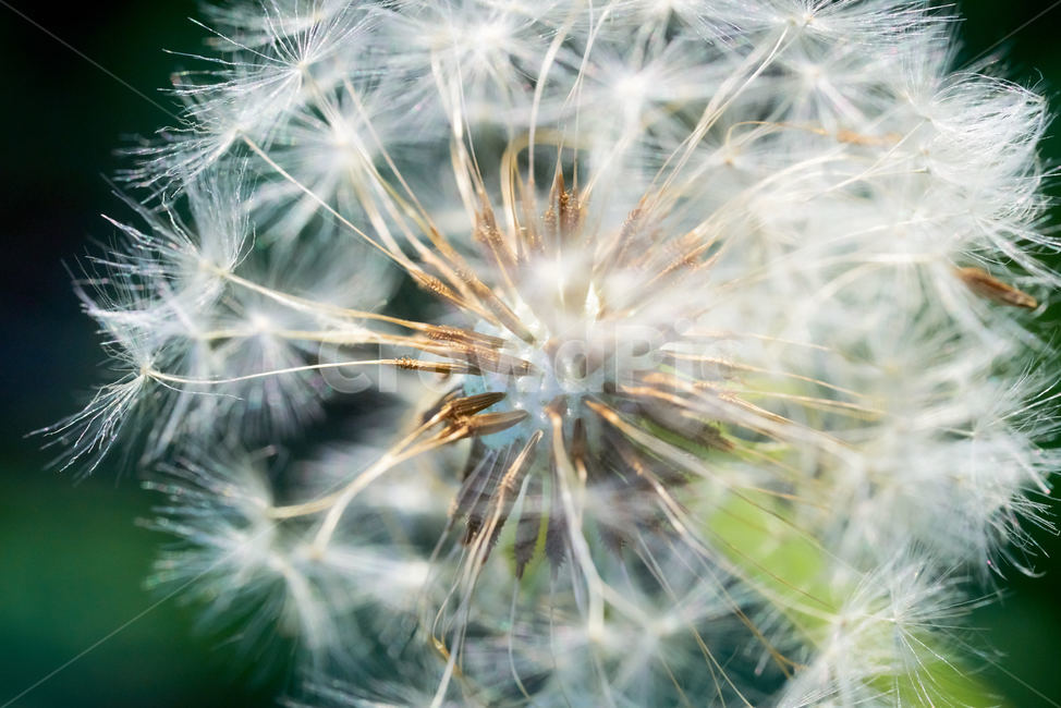 민들레,민들레홀씨,민들레접사,민들래매크로,꽃접사,식물,자연,plants,nature,꽃,flower