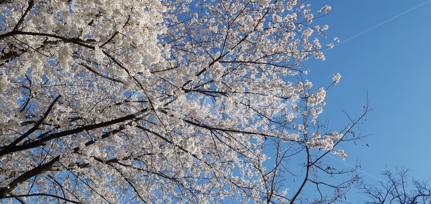 식물,벚꽃,cherryblossom,봄,spring