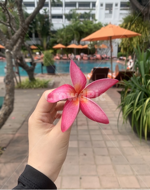 꽃,한송이,여름,하와이,리조트,휴식,flower,손,식물