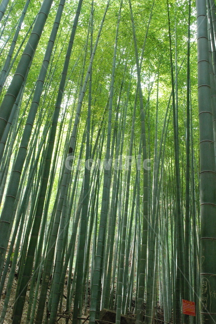 담양,죽녹원,대나무숲,대나무,햇빛,자연,풍경,nature,landscape,식물,plants,나무,trees,wood,plant