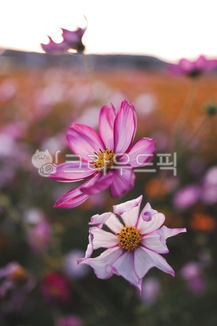 꽃,코스모스,가을,이쁜꽃,가을꽃,꽃밭