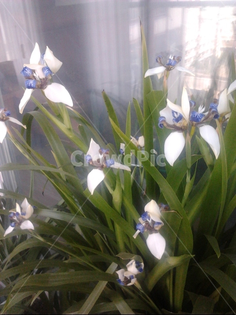 화분,멕시코란,꽃,만개,잎,식물,자연,plants,nature,꽃,flower