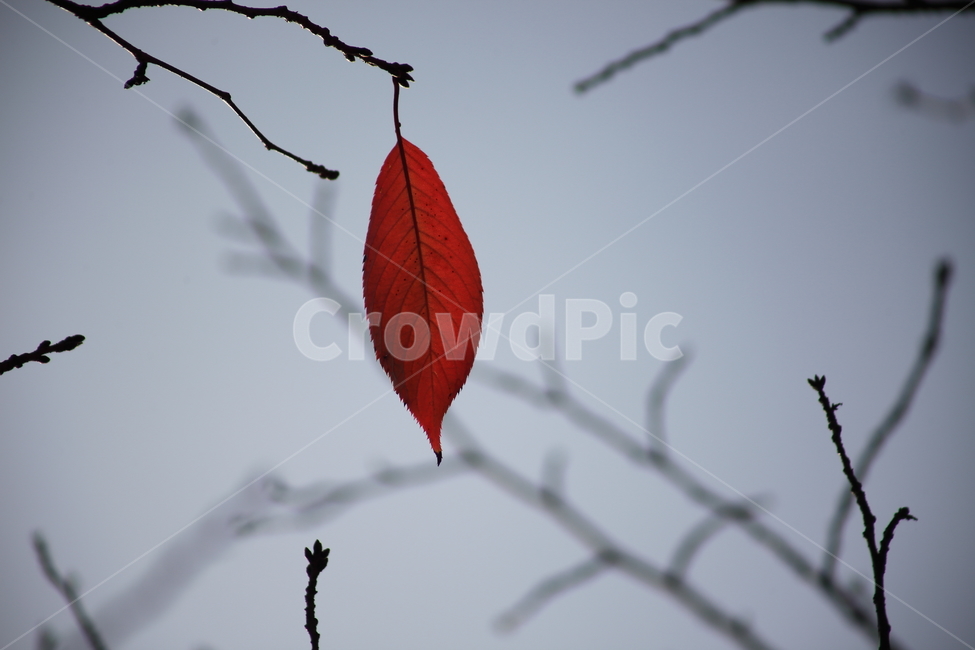 단풍,잎,식물,가을,redleaves,가을,계절,fall,autumn,season,veins,정맥,plant,leaf