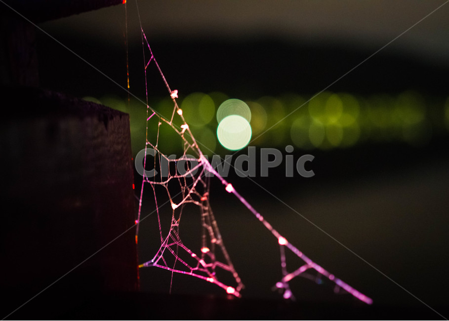 거미줄,불빛,야경,아웃포커,스파이더,거미,야경,밤,풍경,nightscape,night,landscape,light,빛