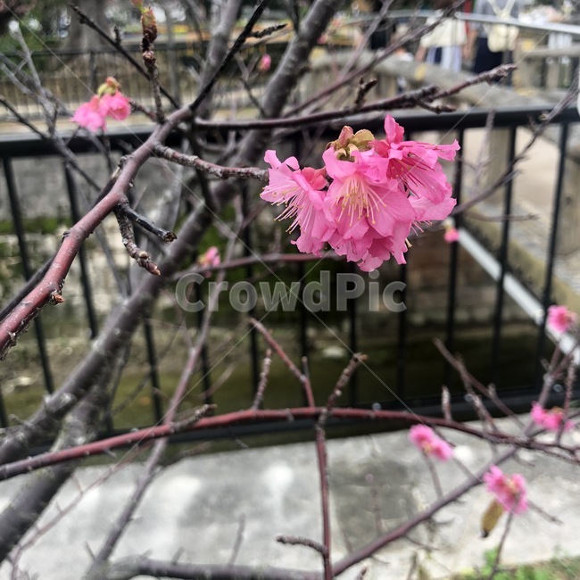 벚꽃,분홍색,꽃,핑크,봄,꽃근접,벚꽃근접,벚꽃가까이,식물,자연,plants,nature,꽃,flower