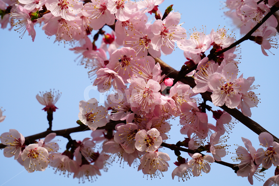 살구나무꽃,봄꽃,한국자연,꽃,꽃사진,플라워,flower,봄,spring,식물,plants,자연,nature,풍경,landscape,계절,season,snap,스냅,접사,macro,closeup,클로즈업,감성사진,감성,힐링,healing,느낌,feel,feeling,꽃밭,화단,나무,나뭇가지,tree,꽃봉오리,4월,April,살구나무,봄,계절,spring,season,식물,자연,plants,nature,꽃,flower,plant,blossom,cherry blossom,벚꽃