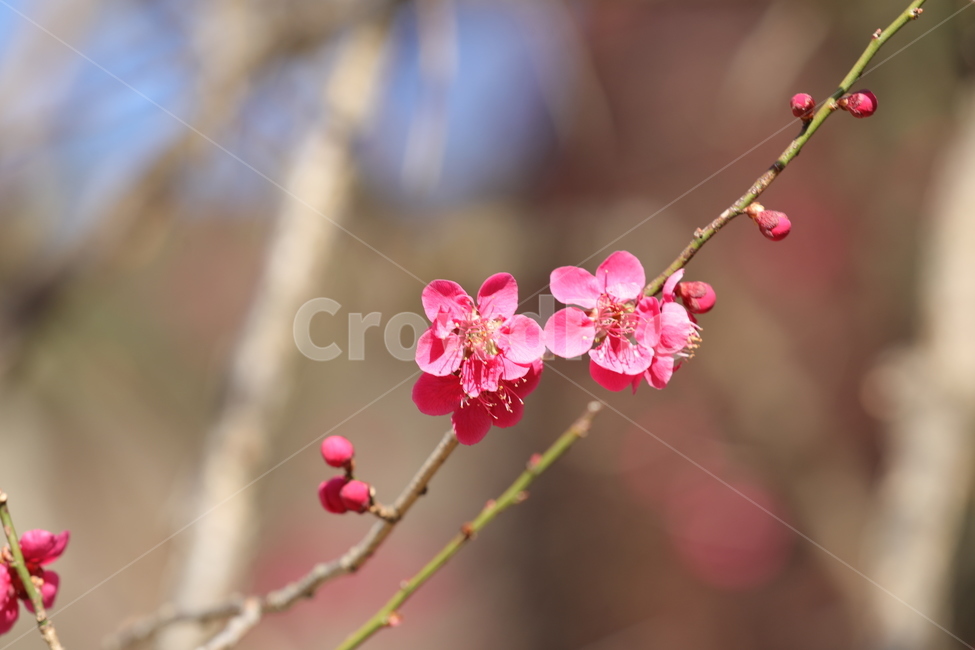 봄,꽃,봄축제,하동,홍매화,봄,계절,spring,season,식물,자연,plants,nature,꽃,flower,plant,blossom,geranium,제라늄