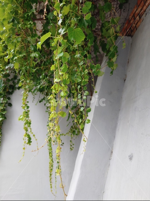 담쟁이,plant,식물,벽,장식