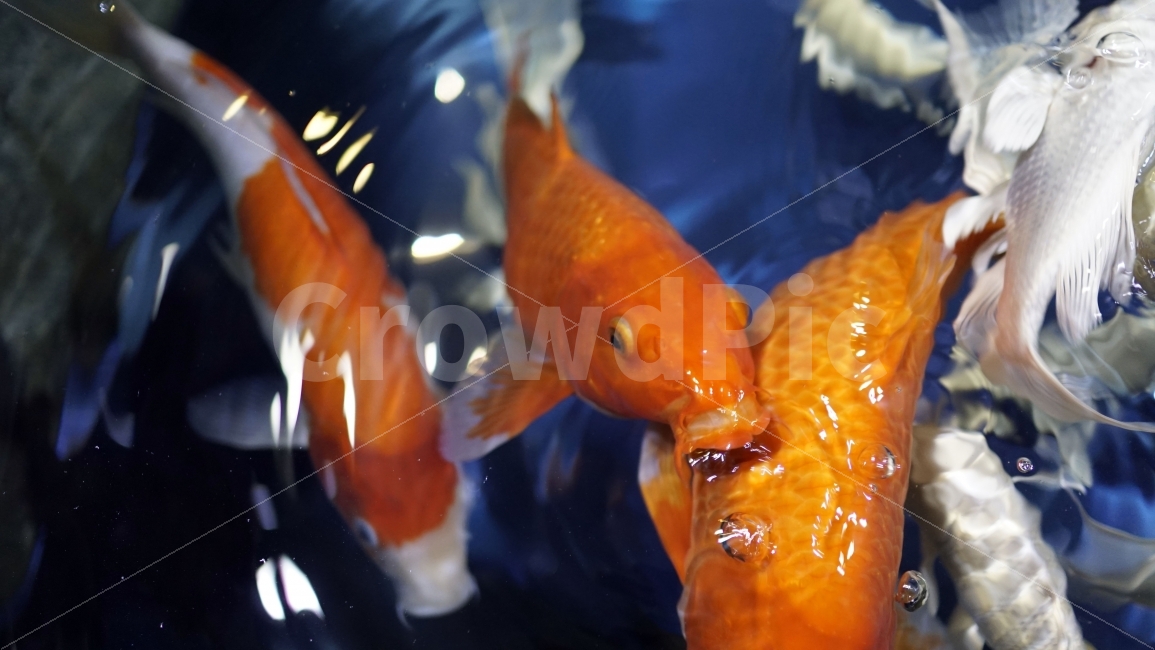 물고기,잉어,열대어,붕어,생선,어류,수족관,낙시,fish,어항,금붕어,수산,해양,바다,생물,동물,물속,바다속,바닷속,animal,수중,생명,자연,nature,물결,동물,animal,어류,물고기,fish