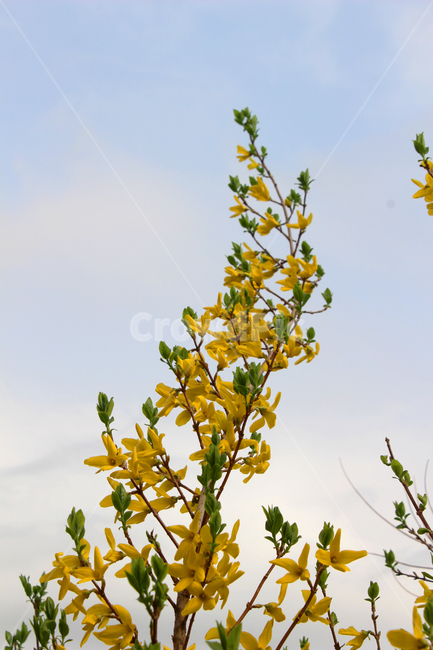 개나리,하늘,자연,꽃,봄,풍경,flower,sky