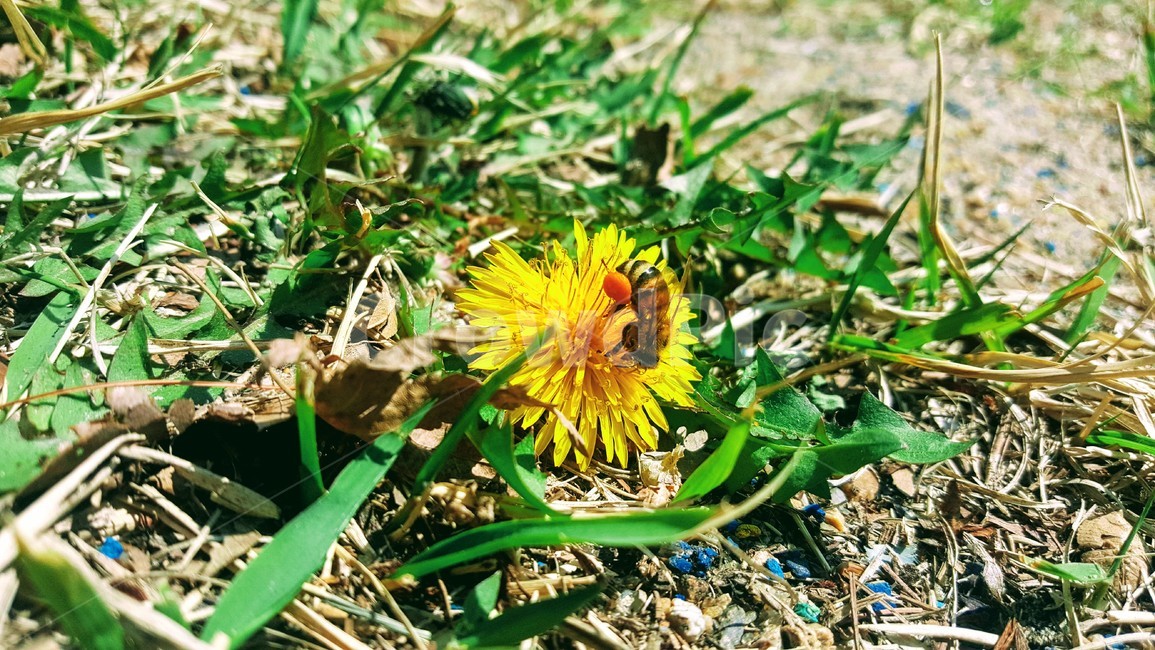 민들레,꽃,벌,꿀벌,민들레꽃,꿀따는벌,벌꿀,봄,봄꽃,풀,봄,계절,spring,season,식물,자연,plants,nature,꽃,flower,동물,animal,곤충,벌레,insect,bug,plant