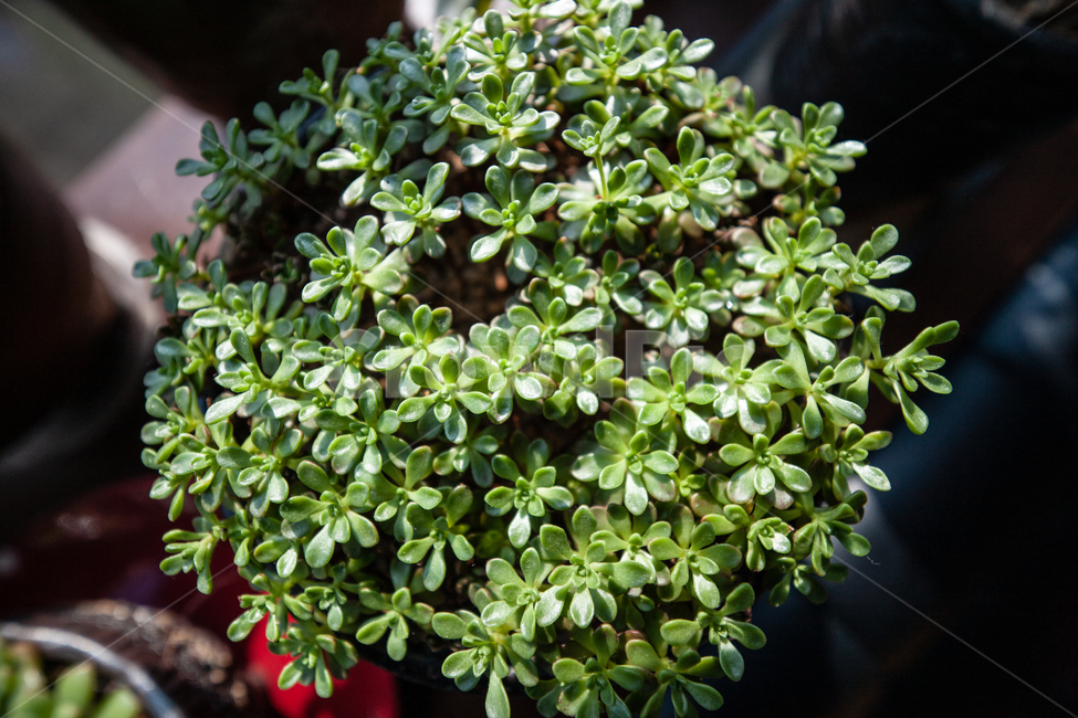 식물,창가,빛,다육식물,botanical,plant,식물,자연,plants,nature