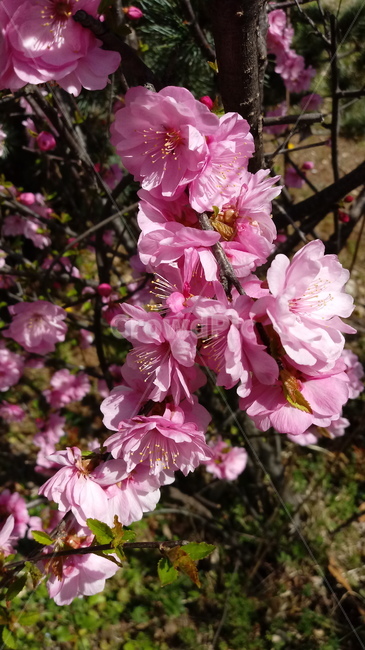 식물,꽃,plant,flower,봄꽃,나무,홍매화