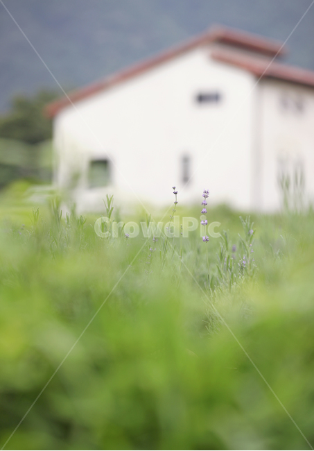 라벤더,마당있는집,정원있는집,라벤더밭,시골집,외국집,꽃밭,grass,plant,식물