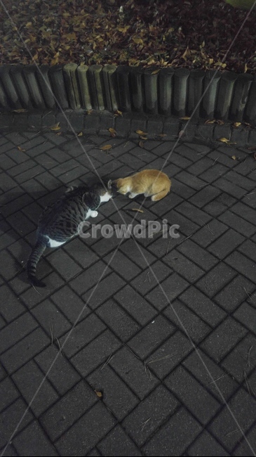 고양이,길고양이,동물,아기고양이,들고양이,동물,animal,포유류,mammal,고양이,cat,kitten,kitty