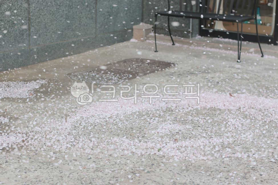 spring,petal wind,Cherry Blossom,blossom,nature,Cherry blossoms flying,april