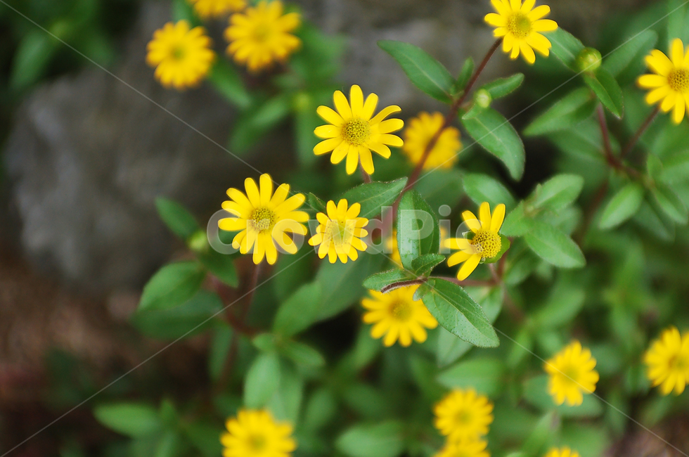 꽃,꽃밭,노란꽃,flower,봄,화단,plant,식물,blossom,pollen,화분,spring,식물,자연,plants,nature,꽃,flower